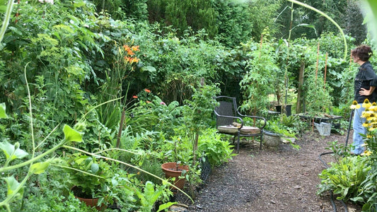 The SIMPLICITY Of My Food Forest Life