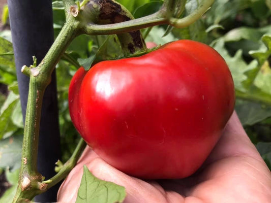 Cold-Weather vs. Warm-Weather Seeds and Plants: Why Timing is Everything in the Garden