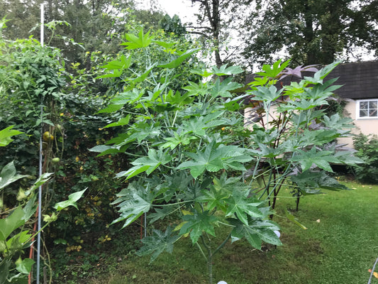 SUN PLACEMENT: MISSING THIS STEP WILL MAKE OR BREAK YOUR FOOD FOREST