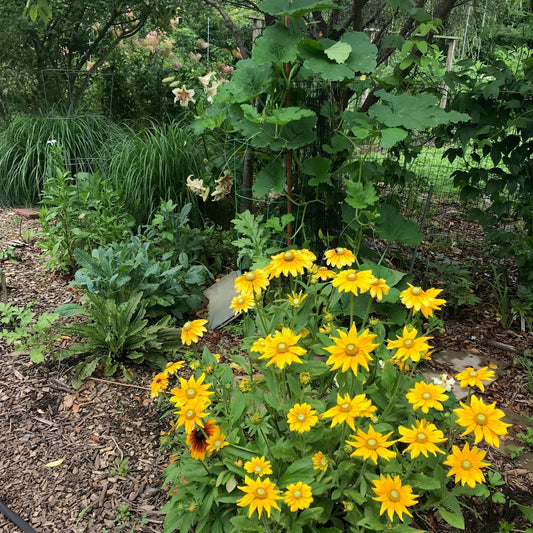 Companion Planting: Let Nature Take the Lead