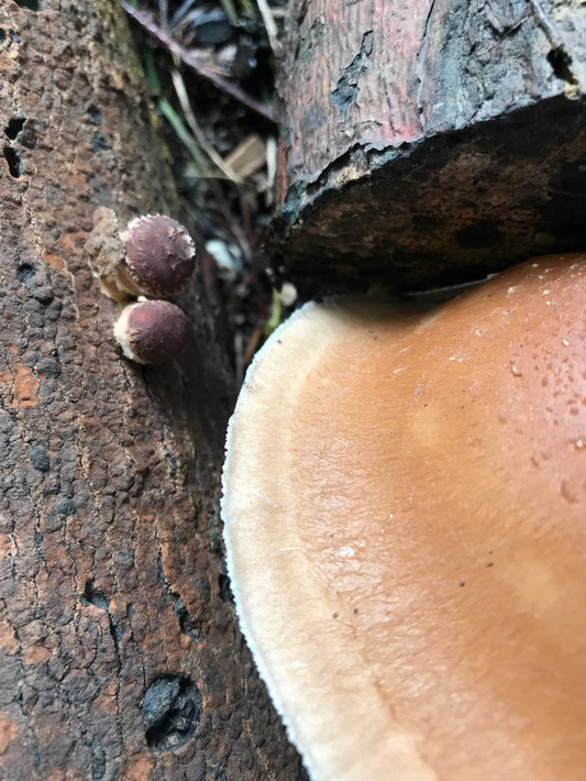Growing Mushrooms in Your Food Forest: Logs & Wine Caps