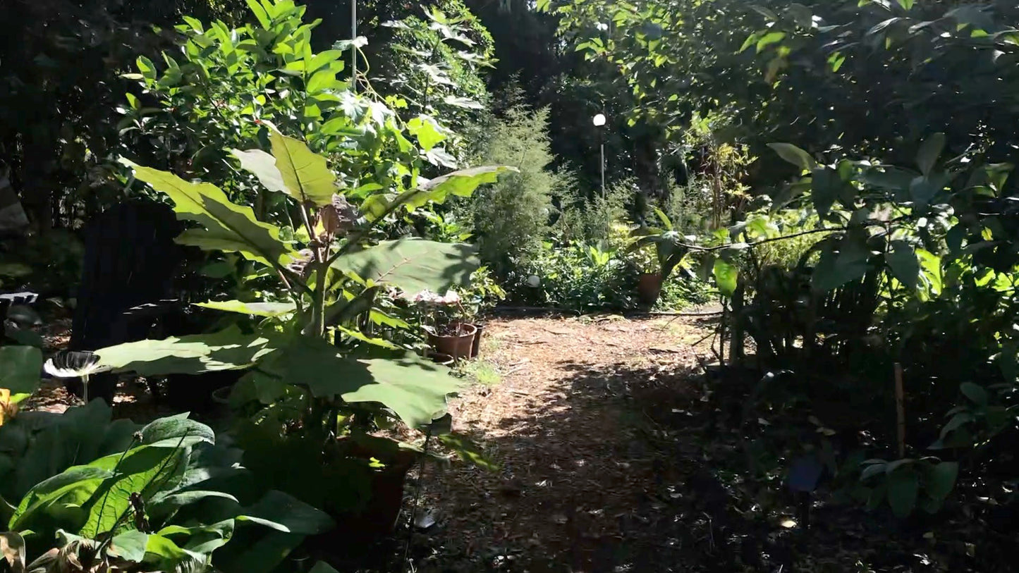THE HOMEMADE GARDENER EDIBLE & HERBAL FOOD FOREST PDF GUIDE