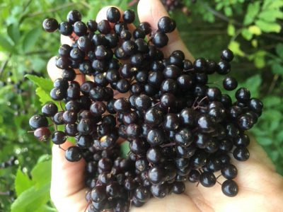 ELDERBERRY TURMERIC ANTI-INFLAMMATORY SYRUP