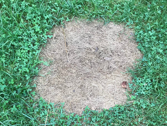 FORGET ABOUT WEEDING—TRY SMOTHERING IN THE HEAT