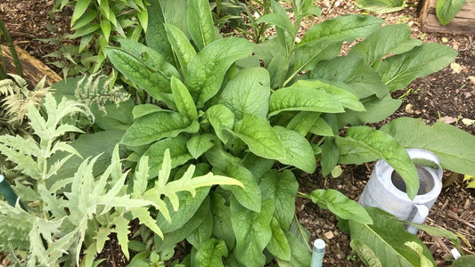My Favorite Companion Plants for a Thriving Edible and Herbal Food Forest