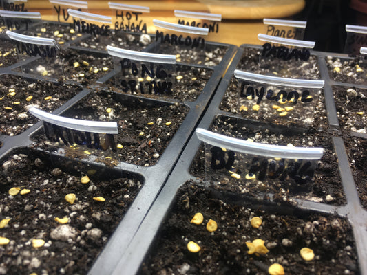 The Secret to Indoor Seed-Starting Success: Light & Water Done Right