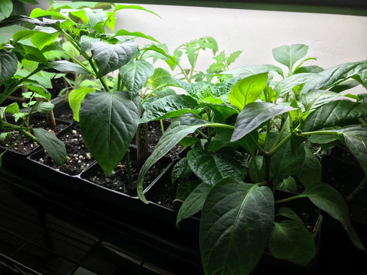 Growing Indoors: My Favorite Winter Seed Starting Tips