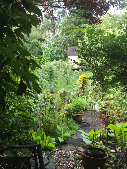 The DIFFERENCE Between PERENNIALS, BIENNIALS, & ANNUALS