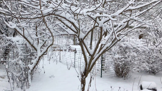 WHAT DOES WINTER GARDENING MEAN TO YOU?