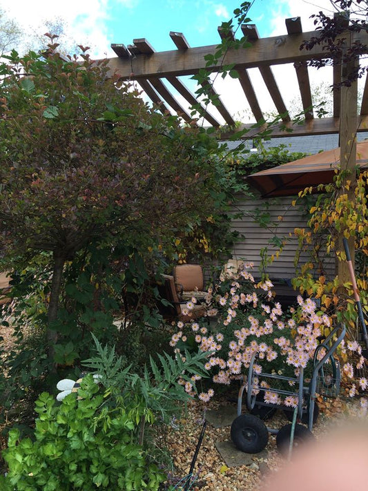 Allow Your Landscape to Tell You Where to Plant