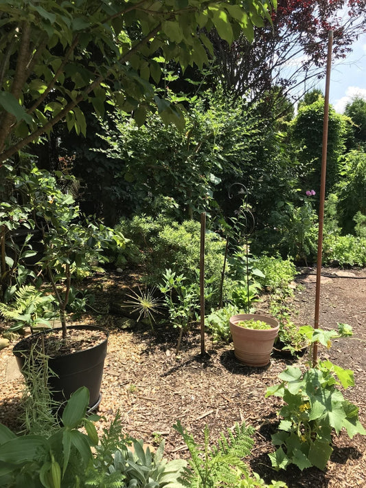 IF YOU WANT THE LEAST AMOUNT OF YEARLY WORK - YOU NEED PERENNIALS!