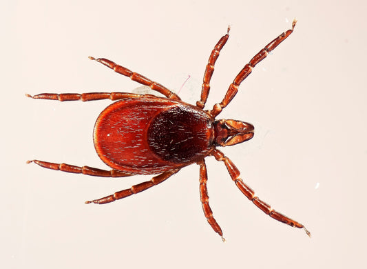Don’t Get Ticked Off! What You Need to Know About Ticks